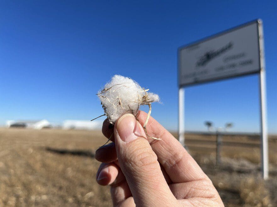 A piece of cotton on the roadside outside the cotton gin