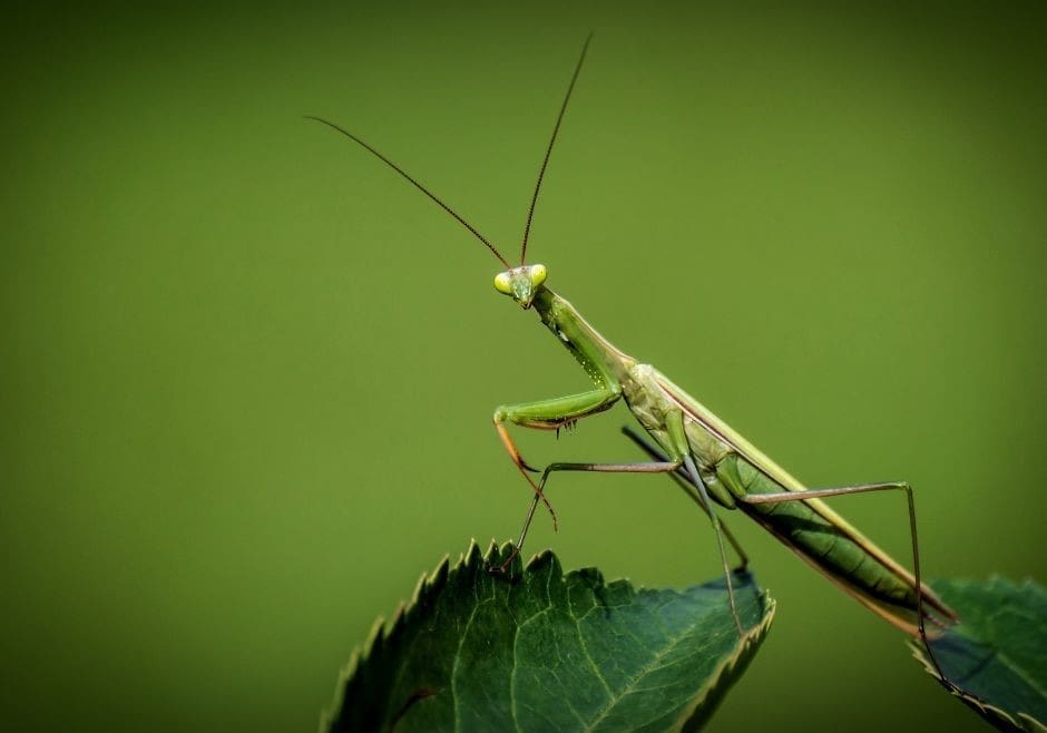 Use Praying Mantids to Naturally Protect Your Garden from Pests | KCLY ...